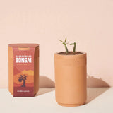 Desert Rose Bonsai Hydro Grow Kit