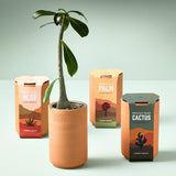 Desert Rose Bonsai Hydro Grow Kit
