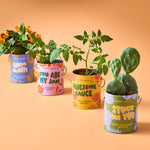Awesome Sauce Cherry Tomato Grow Kit