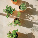 Thank You Daisies Tiny Terracotta Grow Kit
