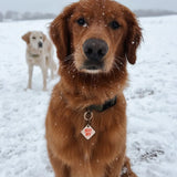 Best Boy Dog Tag