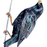 Bird Box: 100 Postcards by 10 Artists