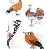 Field Guide To Dumb Birds Sticker Book: 100+ Stickers of the Dumbest Birds