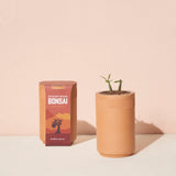 Desert Rose Bonsai Hydro Grow Kit