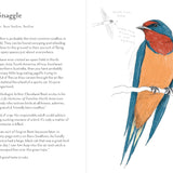 A Dumb Birds Field Guide to the Worst Birds Ever Book