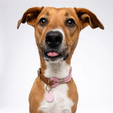 The Best Good Girl Pet Collar Tag