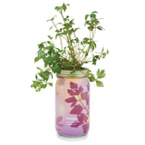 Parsley Hydroponic Grow Kit
