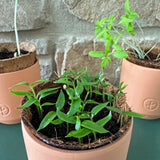 Tiny Terracotta Garden Kit: Cherry Tomato